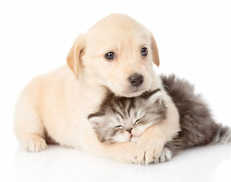 Is Pet Insurance Worth It for a Puppy or Kitten