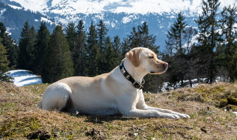 LabradorIn The Mountains