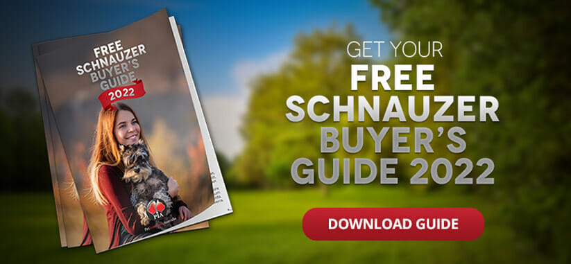 Free Schnauzer Buyer’s Guide 2022