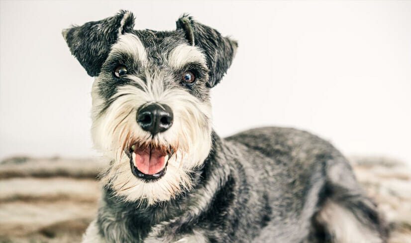 Happy Schnauzer sitting on bed for portrait shot