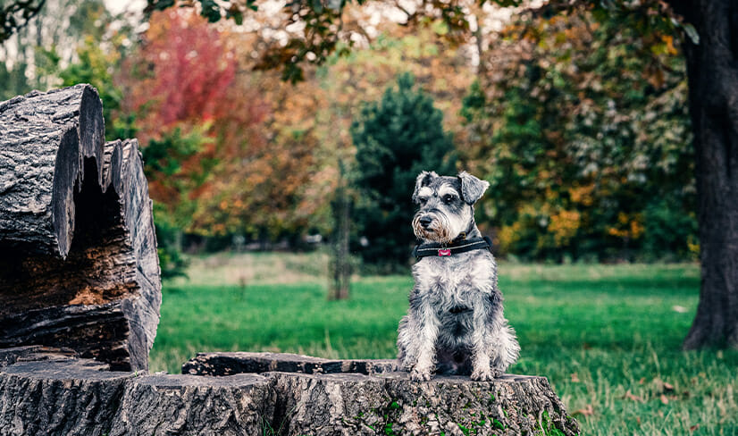 Salt & Pepper miniSchnauzer sitting on a tree stump in park