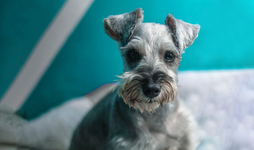 SchnauzerPuppy sitting on bed with blue background