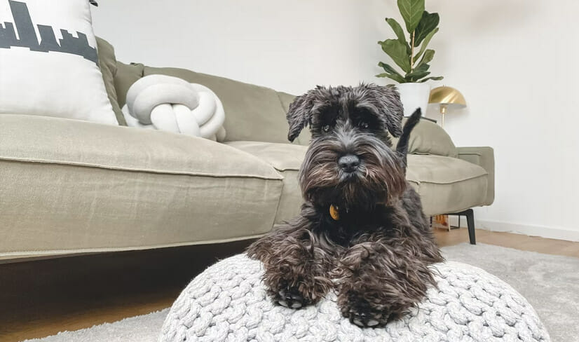 BlackSchnauzer sitting elegantly on a footstool in family lounge