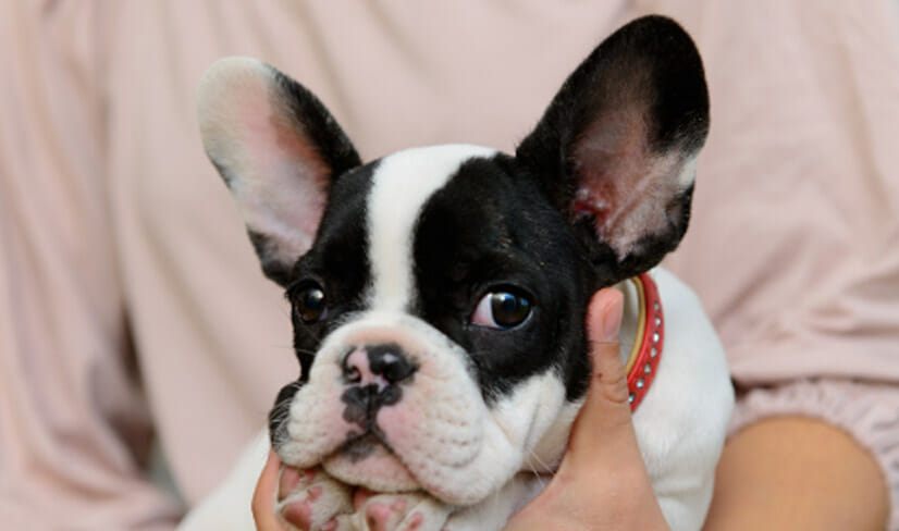 frenchBulldog-puppy-with-owner