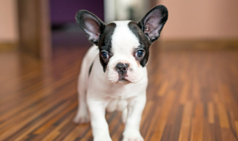 tiny-frenchBulldog-puppy