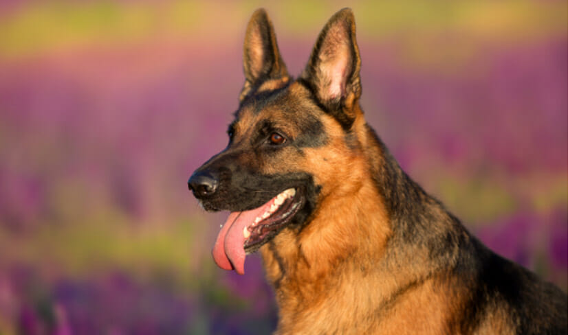 GermanShepherd-dog-in-field