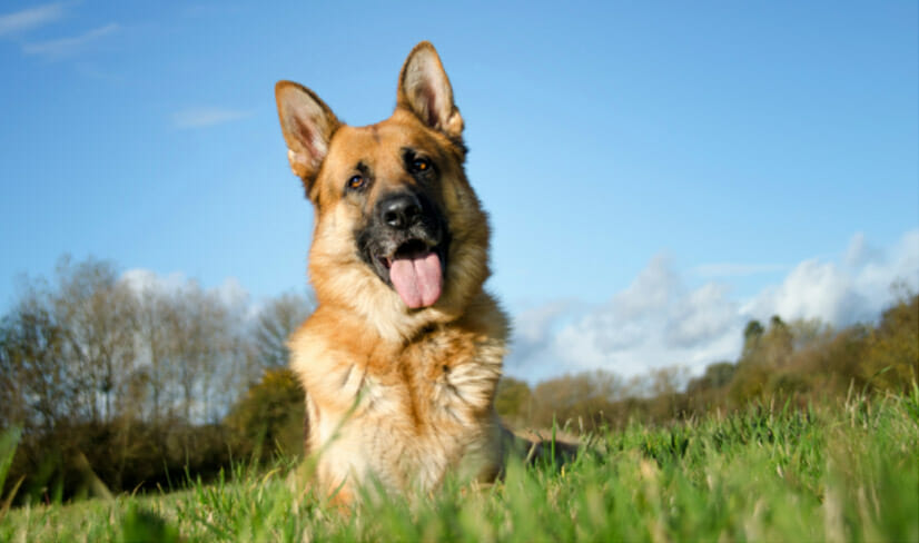 happy-germanShepherd-outdoors