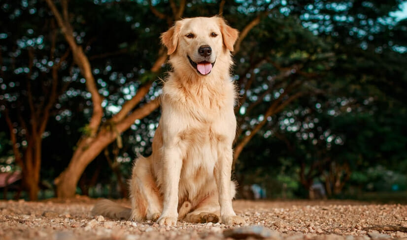 Golden Retriever Buyer’s Guide 2022