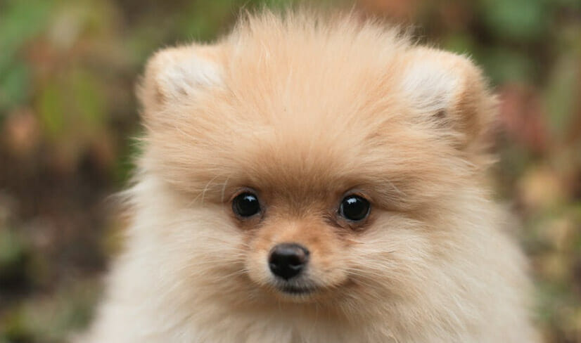 close up of cutePomeranian puppy sitting outside