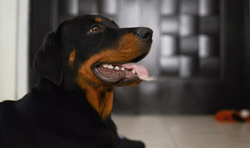 rottweiler-lying-in-the-floor