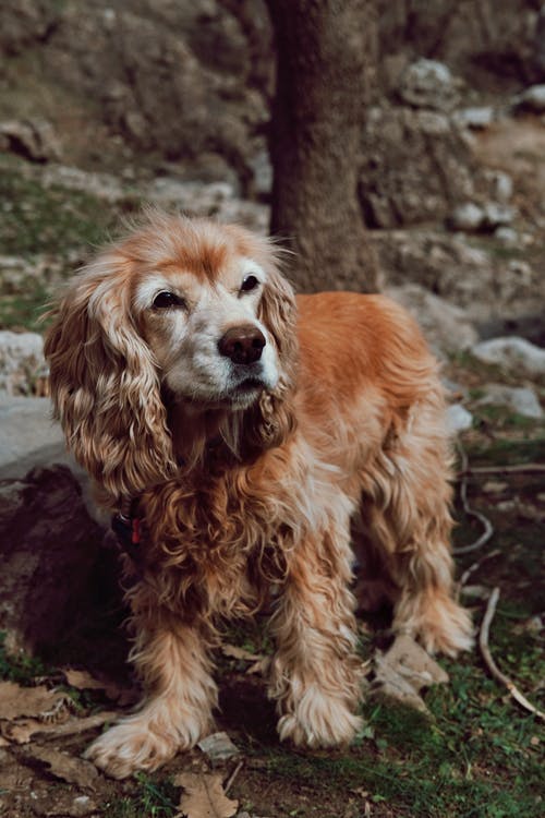 Senior Cocker Spaniel standing on a forest trail