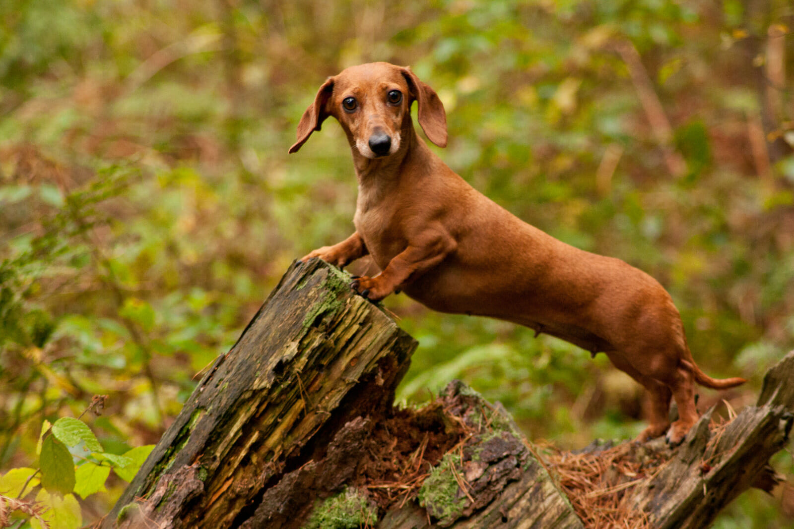 adopt a Dachshund