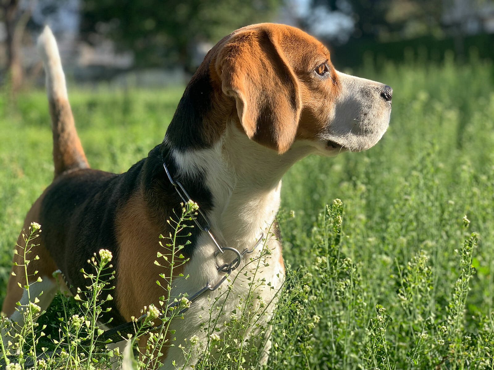 beagle in the long grass