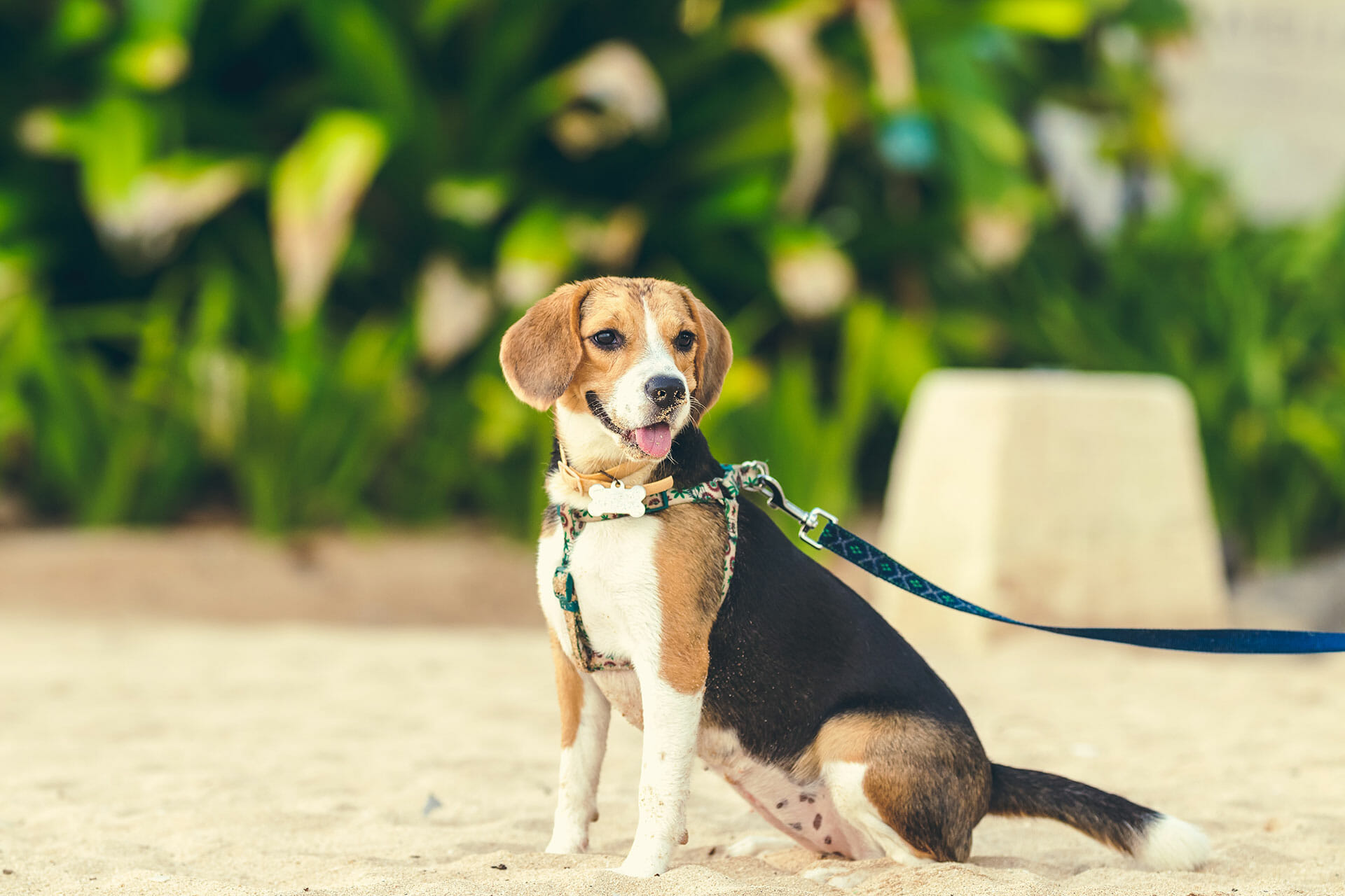 beagle on the beach