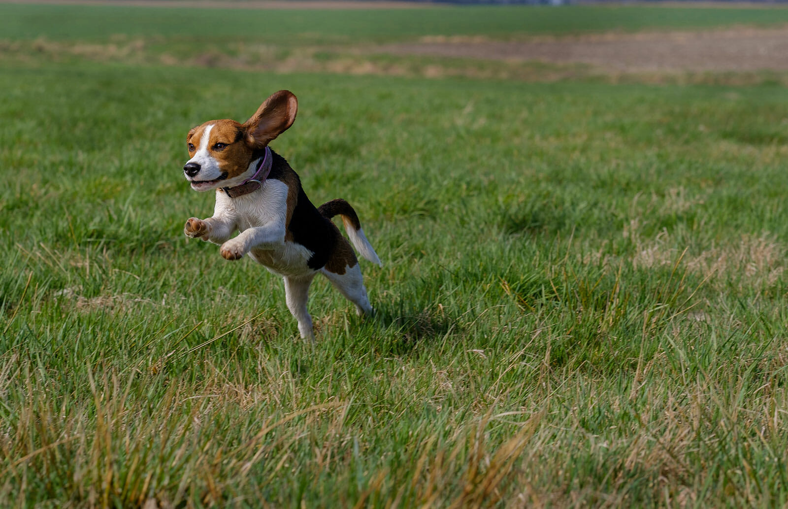 beagle running in field