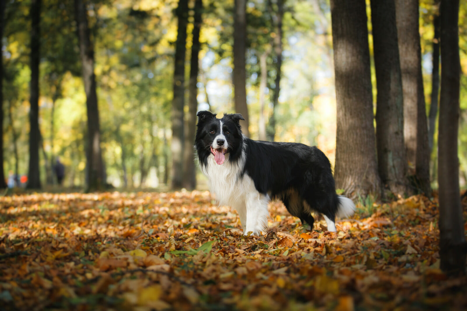 Border Collie long coat