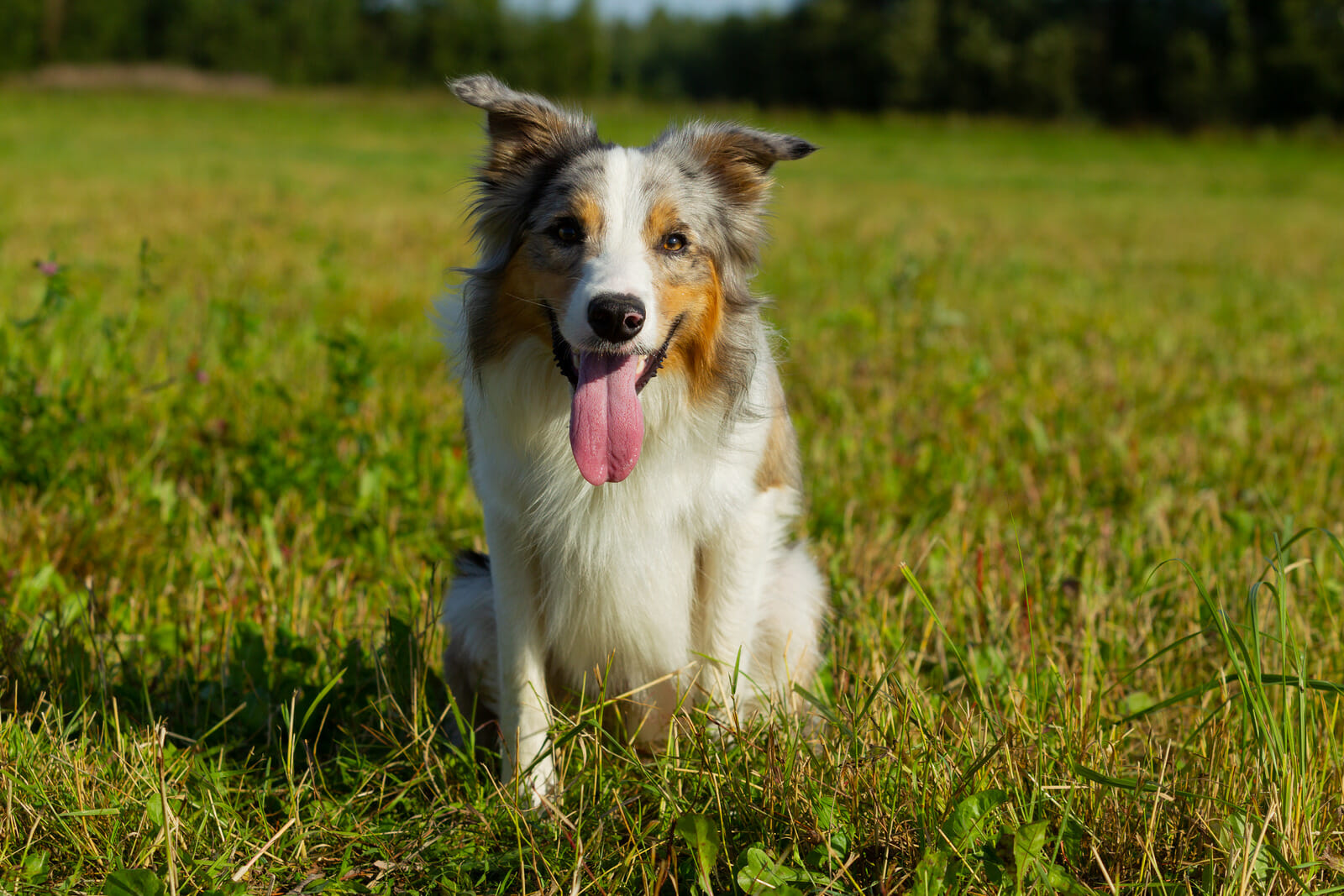 border collie multicolour sitting in field