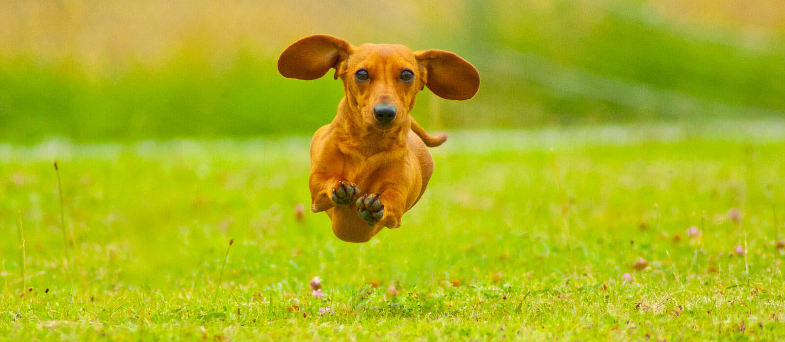 cute dachshund running outside